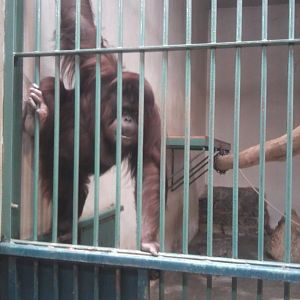 Orangutan female (Bornean?)