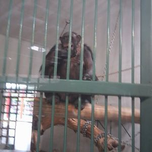 Chimpanzee (non-subspecific)