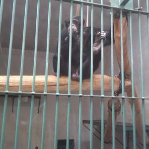 Male chimpanzee (Western?)