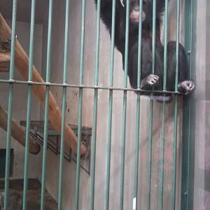 Chimpanzee (male) (Western?)