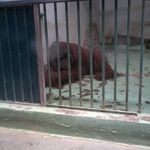 Orangutan male got from Czech R. (Bornean?)