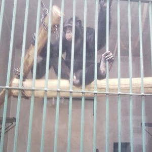 Chimpanzee (male) (Western?)