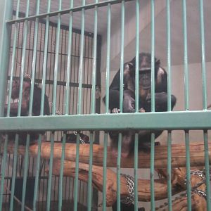 Chimpanzees (female) (non-subspecific?)