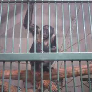 Chimpanzee (female)
