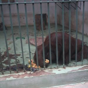 Orangutan (male) got from Czech R. (Bornean?)