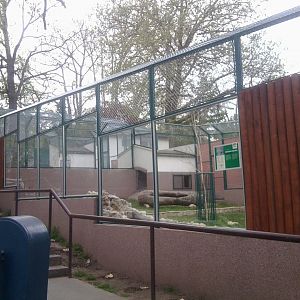 Arctic wolf new exhibit