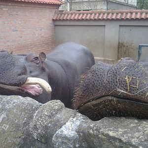 Common hippo (with tusk)