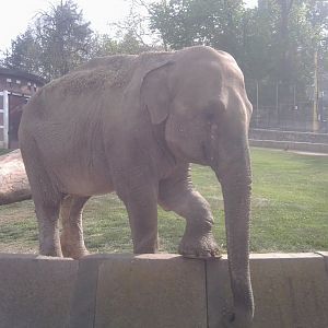 The solitary female Asian elephant, born 1973