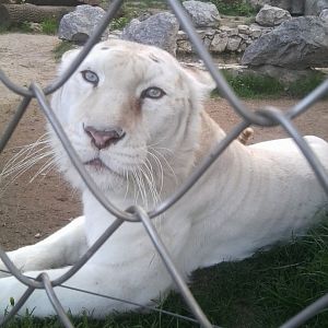 White tiger (or tiger-lion hybrid?)
