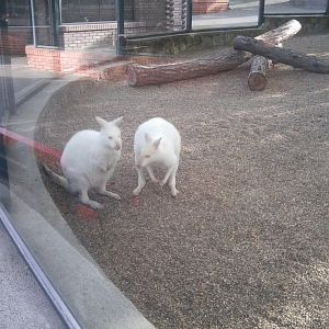 White wallabies