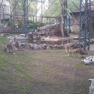 Wallaby-kangaroo enclosure