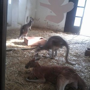 Red kangaroo