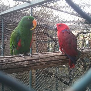 Eclectus parrot