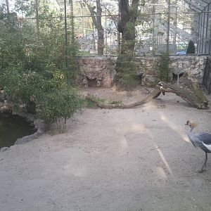 Crowned crane
