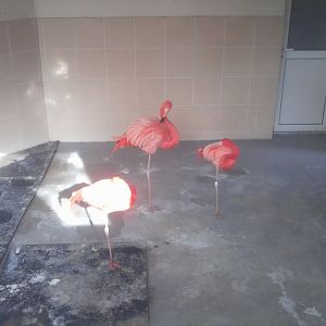 American flamingo