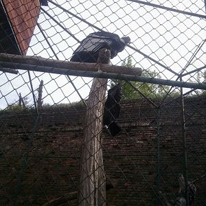 Andean condor