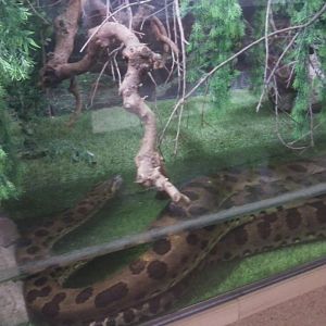 Green anaconda