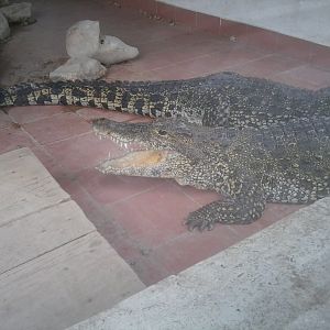 Cuban crocodile