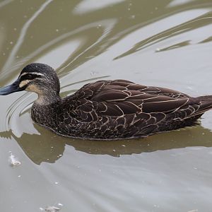 Pacific Black Duck