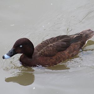 Australian White-Eyed Duck