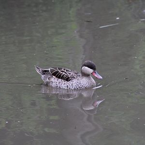 Cape Teal