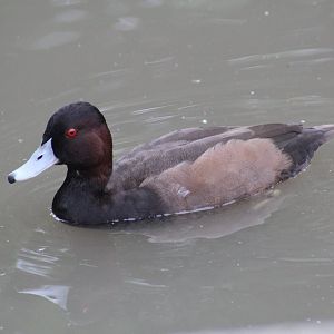 South American Pochard