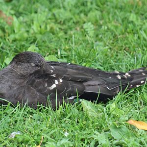 South African Black Duck