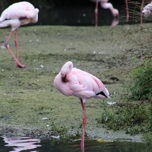 Lesser Flamingo