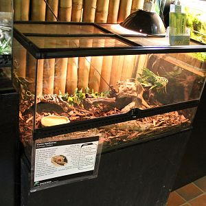 Tenrec-enclosure