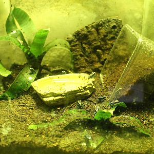 Raising-tank Dart frogs