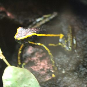 Dart frog