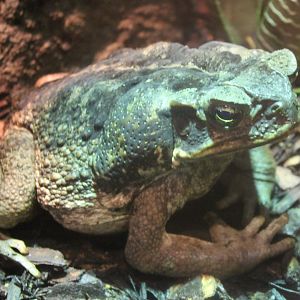 Cane toad