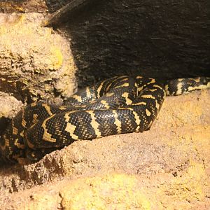 Carpet python