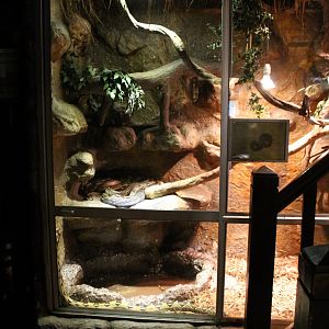 Enclosure Boa constrictor