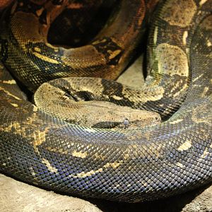Boa constrictor