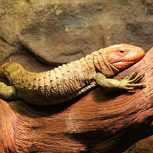 Caiman lizard