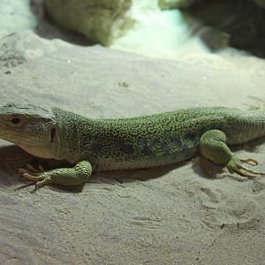 Ocellated Lizard