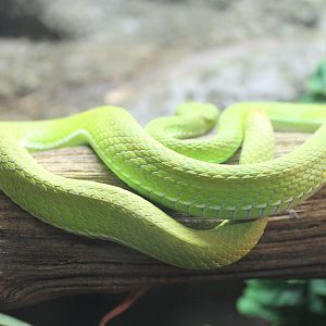 White-lipped bamboo-viper