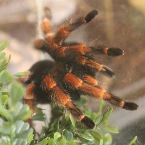 Tarantula