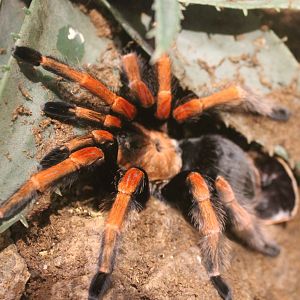 Tarantula