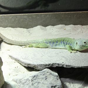 Ocellated lizard