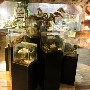 Tarantula-enclosures