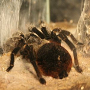 Tarantula-hybrid