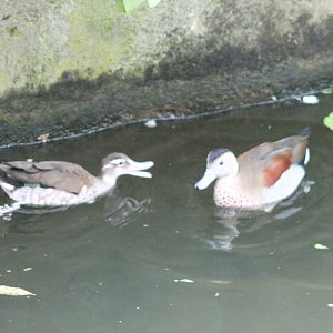 Ringed teals - left the female, as can be seen ;)