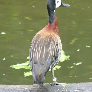 White-faced whistling duck