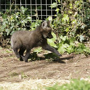 Maned wolf pup