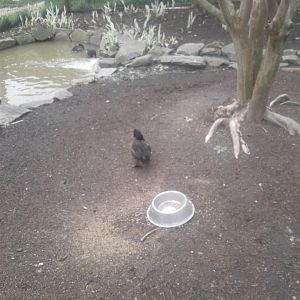 Rosybill pochard with unknown duck
