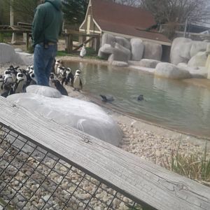 African penguin feeding time