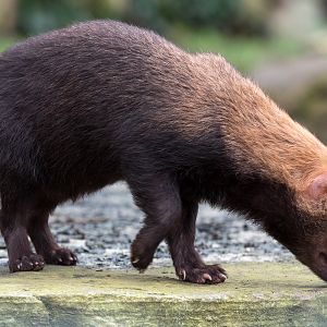 Bush dog : Twycross : 18 Mar 2017