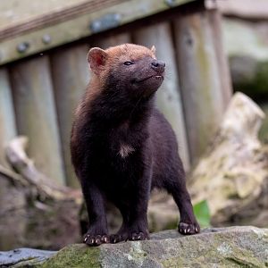 Bush dog : Twycross : 18 Mar 2017